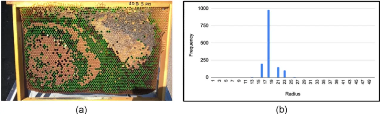 Fig. 3. (a) Detection of cells with high conﬁdence by the CHT method. (b) Number of cells detected f radius size.