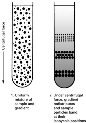 Figure 5 Isopycnic separation with a self-generating gradient. (Courtesy of Beckman Instruments, Inc.)