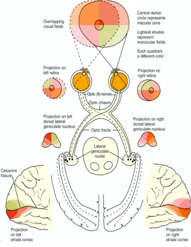 Figure 1.6: Path of the optic nerve from the retina to the visual cortex and cortical represen- represen-tation of the visual field.