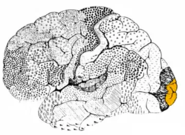 Figure 1.7: In yellow the primary visual cortex.