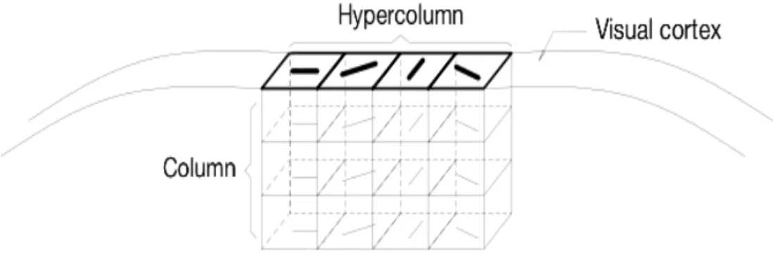 Figure 1.9: Functional organization of the primary visual cortex, according to the model of Hubel and Wiesel.