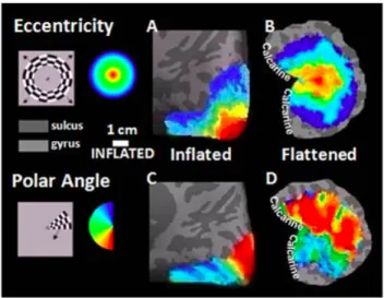 Figure 2.1: Retinotopic maps created by using CBF signal presented on the inflated and flattened brain surface for polar and eccentricity stimuli from the right hemisphere of a representative subject.