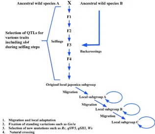 Fig. 2 Genome-wide restriction fragment length polymorphismpolymorphisms;(RFLP) patterns at 179 loci