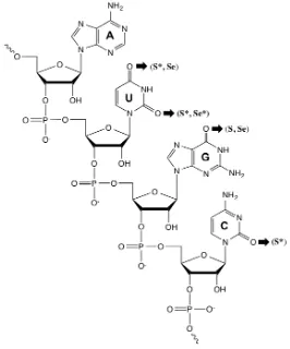 Figure 1.2.1. Sulfur and selenium modifications on RNA nucleobases.  The asterisk (*) indicates naturally occurring compounds