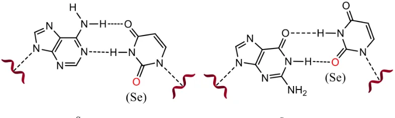 Figure 2.1.1. Native and Se-modified U/A pairs and U/G wobble pairs. Selenium substitution for the oxygen atom was labeled in red