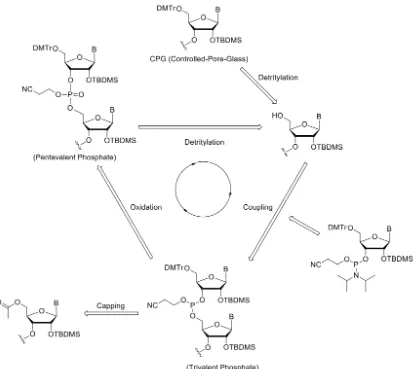 Figure 2.2.1. Oligonucleotide solid phase synthesis cycle. 