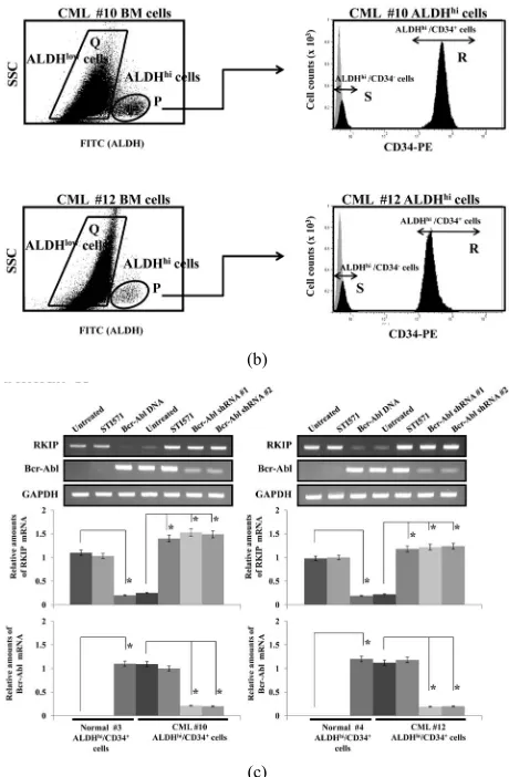 Figure 3. RKIP expression in hematopoietic progenitor ALDHhi/ CD34+ cells derived from CML patients