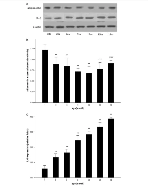 Figure 6 Representative western blots (a) and qualification of adiponectin and IL-6 protein expressions with disease progression (b, c).* p<0.05 vs
