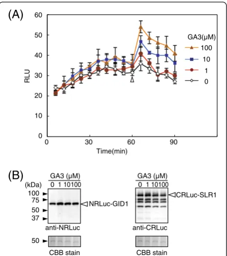 Figure 3 GA3-concentration dependent GID1-SLR1 interactionwas detected in rice protoplasts