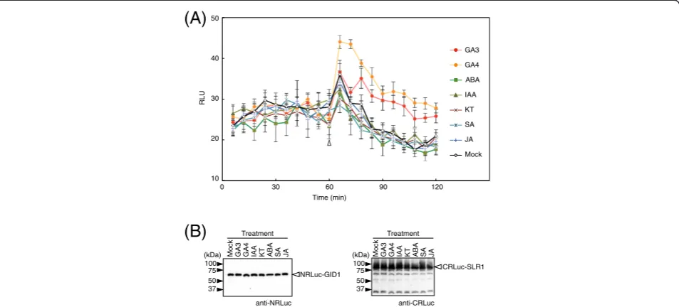 Figure 4 The GID1-SLR1 interaction is specific for gibberellin in rice protoplasts. (A) Rice protoplasts were transformed with a pair ofvectors expressing NRLuc-GID1 or CRLuc-SLR1 in a 96-well plate