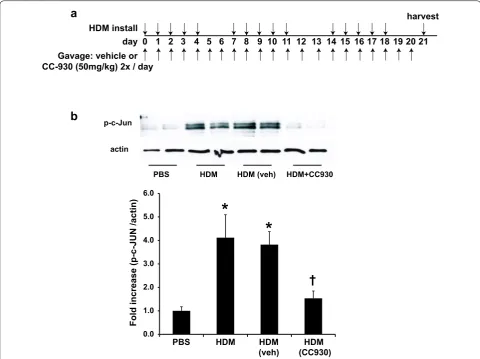 Fig. 1 C‑Jun phosphorylation in HDM‑challenged mice and the impact of CC‑930 or vehicle control