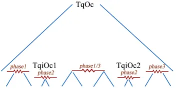 Figure 5. An illustration of the three phases to be observed when processing a query node instance