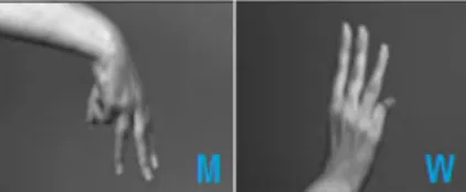Fig. 1. Hand configuration for the letters M and W respectively . 