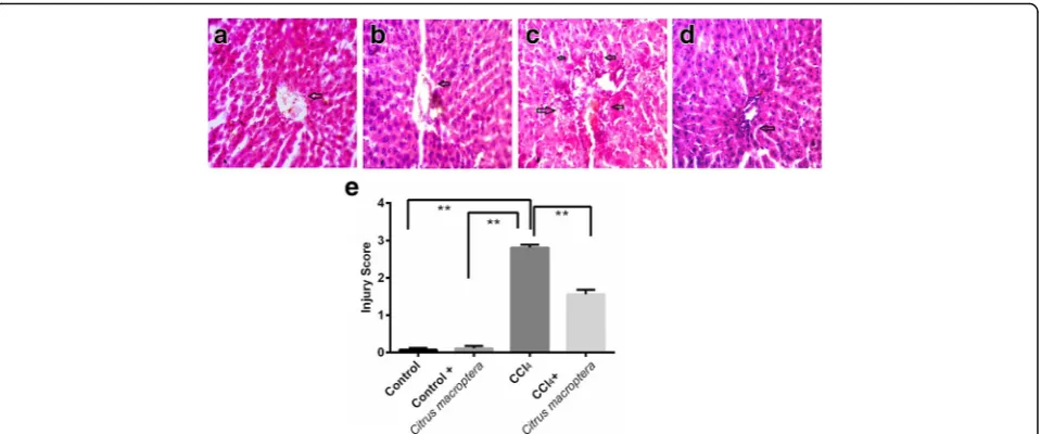 Fig. 2 Effect of Citrus macroptera peel powder on hepatic fibrosis in CCl4 treated rats