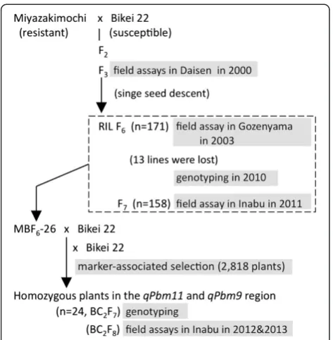 Figure 2 Flowchart showing the development of plantmaterials used in this study.