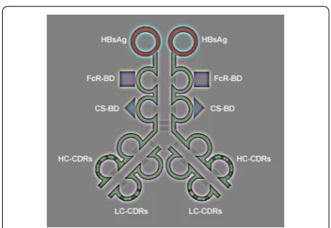 Fig. 1 Functional organization of AVEC: anti-HER-2 × HBsAg. Antibody x vaccine engineered construct (AVEC): anti-HER-2 x HBsAg consists of the targeting and effector domains