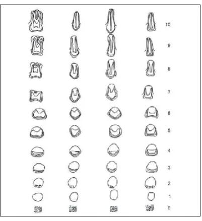 Figure 3. Mean and SD of chronological age and age estimated by Nolla’s method in Males  