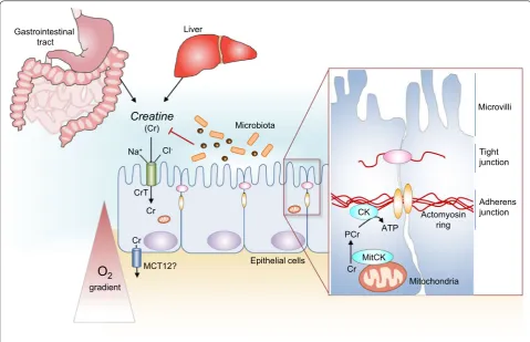 Fig. 1 Cr/CK shuttle and the intestinal mucosal barrier. Cr is derived from dietary sources in the gastrointestinal tract, or by de novo synthesis cells, facilitating Cr uptake from the gut lumen