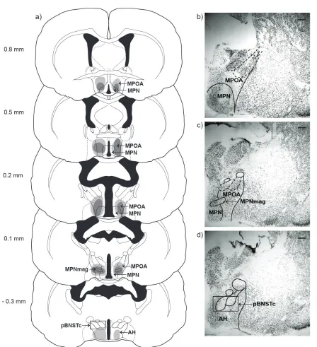 Figure 3.1: Lesion Reconstruction. a) Coronal sections through rostral to caudal extent of MPOA showing largest (light gray) and smallest (dark gray) lesions included in MPOA-X group