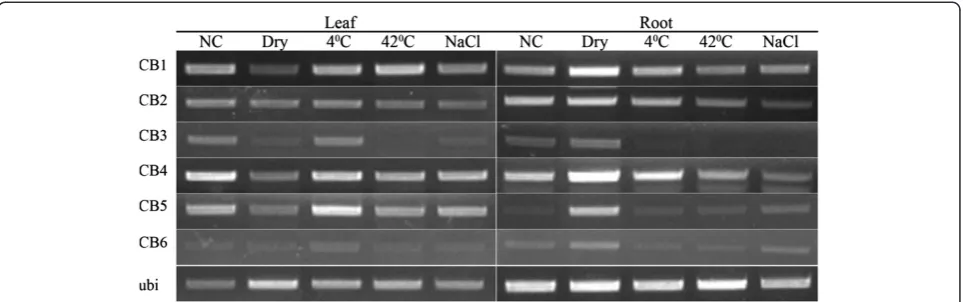 Figure 7 Expression patterns of chlorophyll binding (CB) genes in rice seedlings under different abiotic stresses