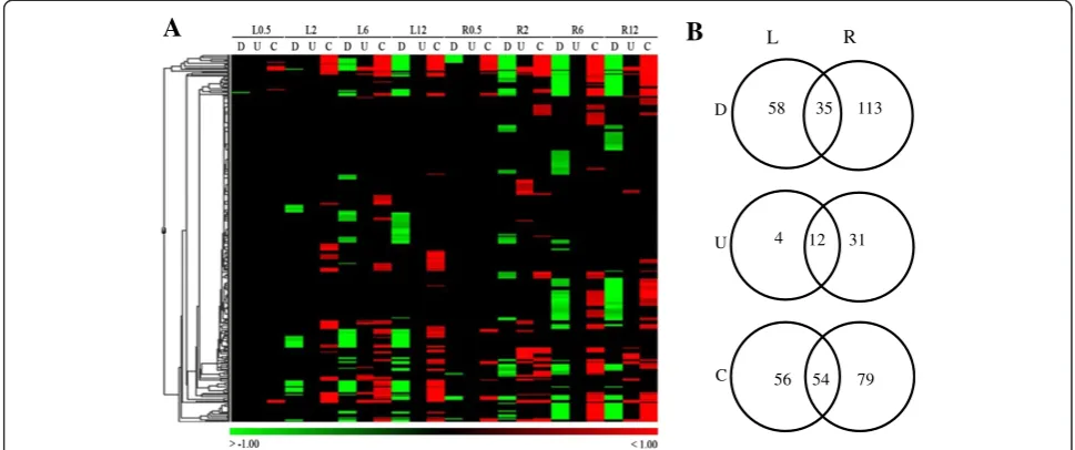 Figure 2 Enriched biological process in leaves and roots of rice during acute dehydration