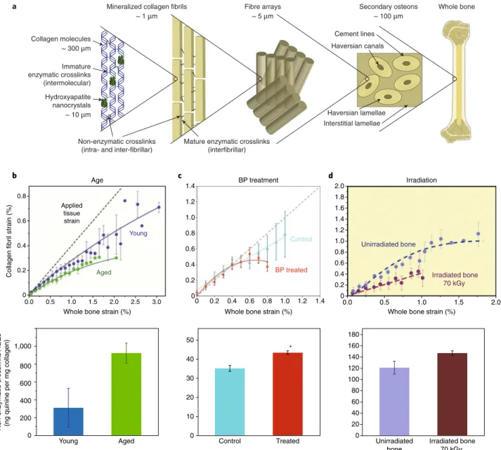Fig. 1 | Non-enzymatic crosslinking stiffens collagen fibrils. a, The multiscale structure of bone
