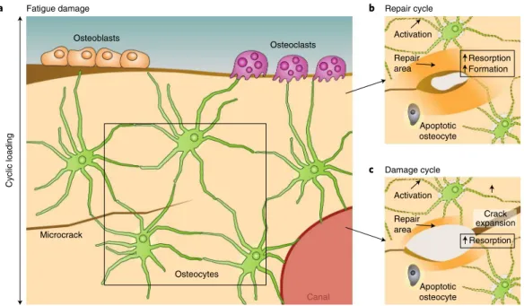 Fig. 2 | Repair or acceleration of the formation of fatigue cracks. a, Bone cells in bone damaged by a microcrack