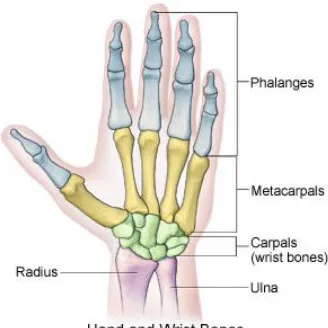 Figure 1.2: Example of hand wrist bones 