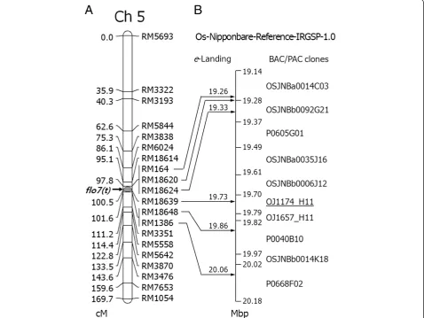 Figure 3 Localization ofrice genome to delimit the corresponding 1.04 Mbp virtual contig (B).ANOVA results to narrow down the putative location responsible for the floury endosperm characteristics (see Table 4; ANOVA)