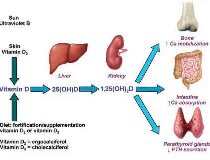 Figure 1: Vitamin D Metabolism (8)  