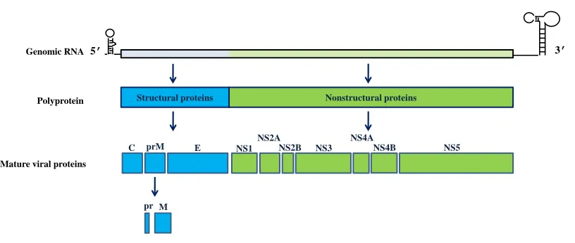 Figure 1.1. Schematic representation of the WNV genome and polyprotein processing.  M E WNV genome indicated by a colored box with the 5' and 3' untranslated regions shown as black NS1
