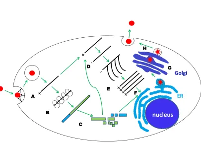 Figure 1.2. WNV replication cycle.  (A) Attachment, entry and uncoating of the virion genome RNA