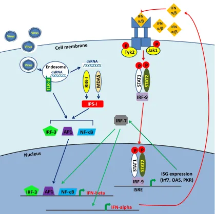 Figure 1.3. Type I IFN induction in MEFs in response to viral dsRNA signaling in MEFs
