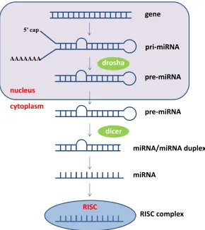 Figure 1.4. miRNA maturation. Primary pri-miRNA is cleaved by Drosha in the nucleus. The pre-miRNA is then transported into the cytoplasm where is cleaved into mature miRNA by dicer