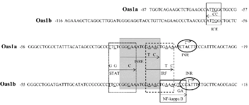Figure 2.2. Predicted TFBSs in the Oas1a and Oas1b promoters. TFBSs predicted by the GENOMATIX search program