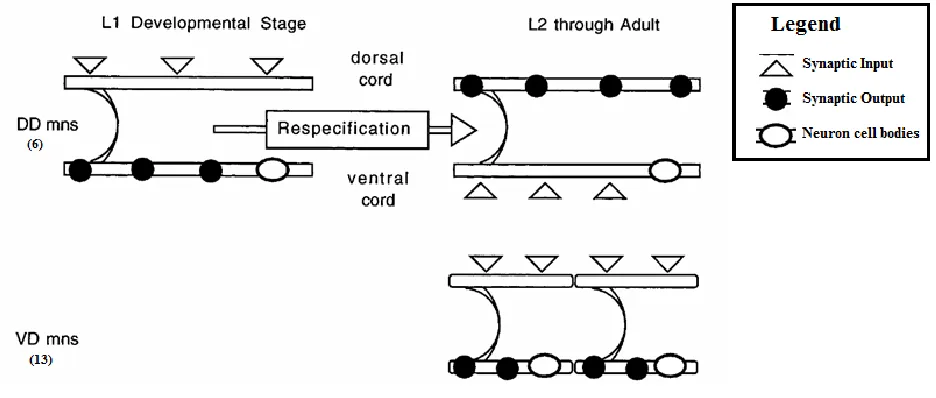 Figure 1 – The direction of information flow in DD and VD motor neurons  