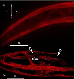 Figure 2 – The lineage and a Nomarski image of the Cap and the Cpp cells  