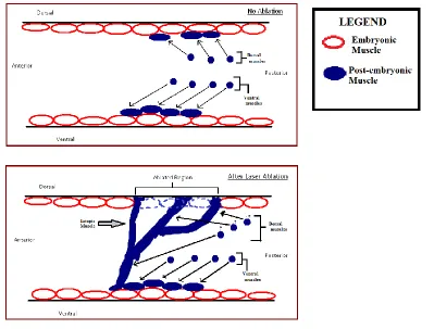 Figure 4 – Schematic explanation of ectopic muscle formation  