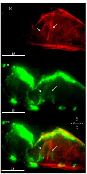 Figure 9 – The ectopic muscle is expressing TGF-β  