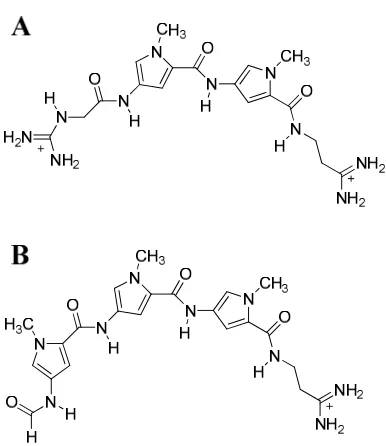 Figure 1.  Chemical structure of the polyamide netropsin (A) and distamycin (B). 
