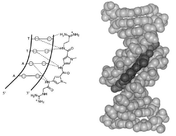 Figure 2.  X-ray crystallographic structure of 1:1 netropsin-DNA complex (4).  