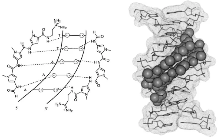 Figure 3.  NMR structure of 2:1 distamycin-DNA complex (4).  