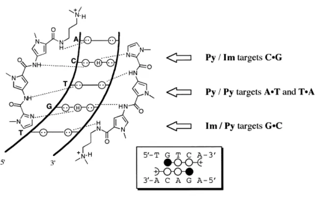Figure 4.  Schematic representation of G-C recognition of Im-Py and the binding of Im-Py-Py to 5’-TGTCA-3’
