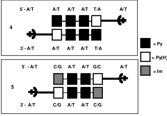Figure 2.2 Binding of 2 and 3 to DNA in a 2:1 motif along with the 10 base pair DNA sequences to test any new pairing rules