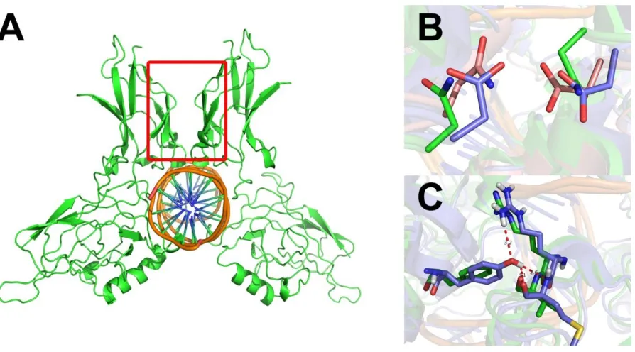 Figure 2.2: Comparisons of the dimerization domains of NF-κB. (A) Dimerization domain of NF-κB Rel homology domains highlighted with red box (p65 homodimer shown, PDB code 1RAM); (B) Asp 254 and Asn 200 interact more favorably with each other in p50/p65 heterodimers (pink) than they do when they are paired with copies of themselves in p50 (blue) and p65 (green) homodimers; (C) Additional hydrogen bonding contributed by Y267 in p50 (blue), p65 shown in green  