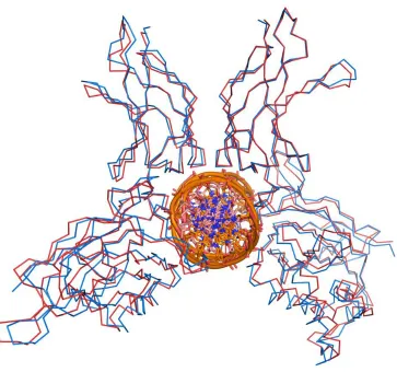 Figure 2.6: Small changes in a κB sequence affect the conformation of DNA-bound NF-κB