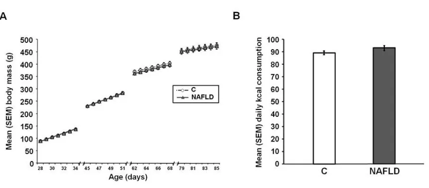 Figure 2.1: Body mass and caloric consumption. Mean (+/- SEM) (A) body mass across the experiment and (B) average calorie consumption for control rats (n = 21) and rats with fructose-induced non-alcoholic fatty liver disease (NAFLD; n = 19)
