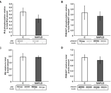 Figure 2.6: Insulin-stimulated phosphorylation of IR-βNAFLD on  and PKB/AKT. The effects of (A) phosphorylation of hippocampal insulin receptor β subunit (IR-β; C: n = 7, NAFLD: n = 7), (B) phosphorylation of hippocampal protein kinase B (PKB/AKT; C: n = 5