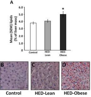 Figure 3.2: Confirmation of non-alcoholic fatty liver disease. Mean (+/- SEM) (A) hepatic lipid concentrations and representative liver sections stained with hematoxylin and oil red-O from (B) a control rat, (C) an HED-Lean rat, and (D) an HED-Obese rat af