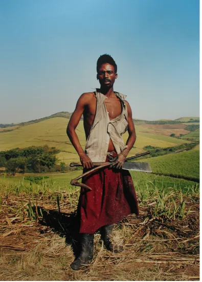 Figure 4.1: Untitled, from Sugar Cane series, 2003 